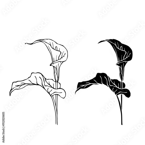 Line sketch, silhouette, stamp of blooming calla lily flower. Vector graphics.