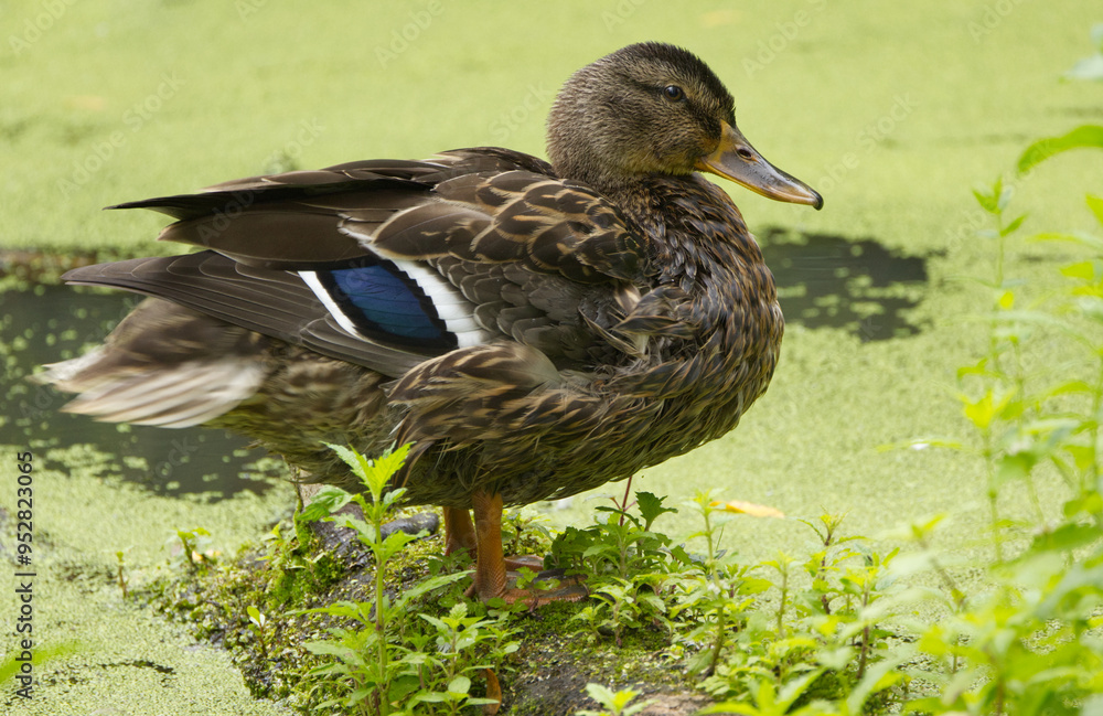 Close-up of a female mallard, close-up of a duck, mallard looking curiously Close-up of a female mallard, close-up of a duck, mallard looking curiously