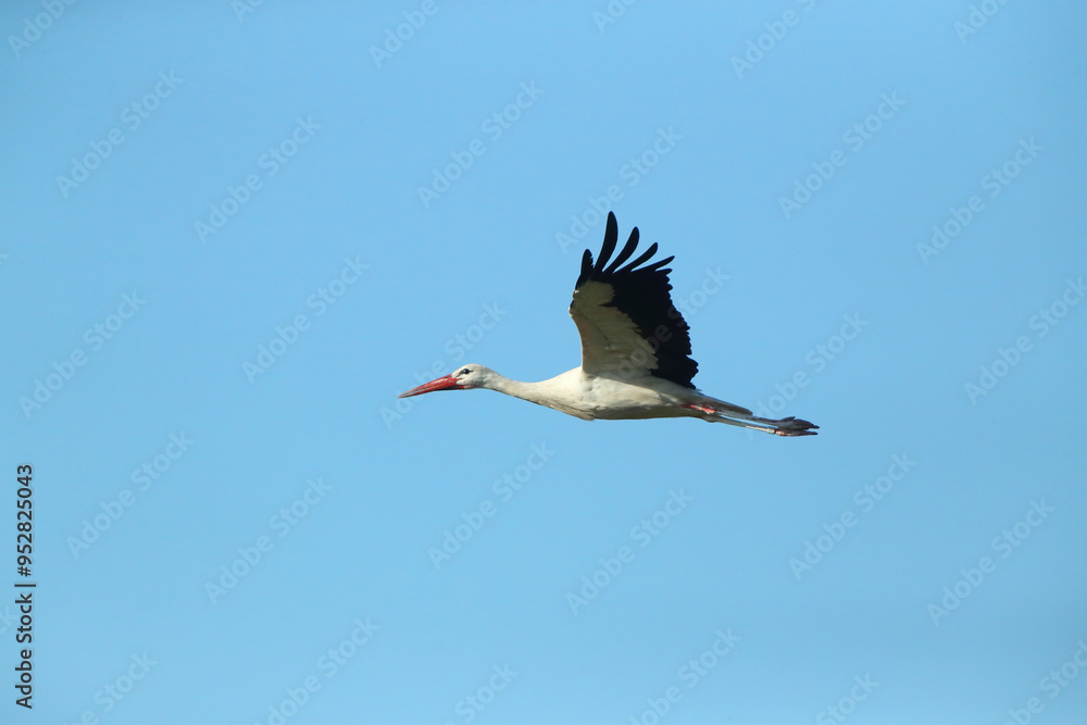 Fototapeta premium A White Stork in flight blue sky Weißstorch im Flug