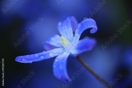 Sternhyazinthen
Close up of glory of the snow flowers in early spring photo