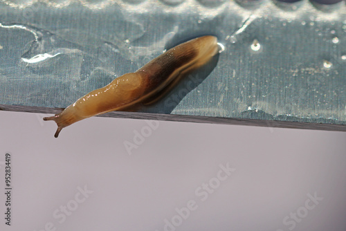 close up of a knife with small snail photo