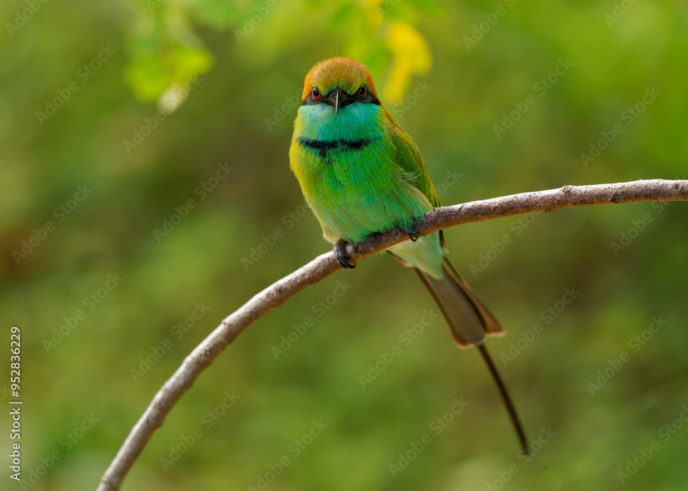 Obraz premium Asian green bee-eater Merops orientalis also Little green bee-eater, bird in Sri Lanka widely distributed across Asia from coastal southern Iran east through the Indian subcontinent to Vietnam