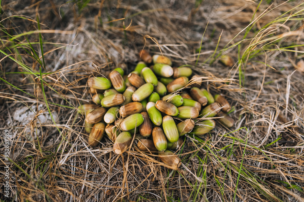 A large pile of unripe green, brown oak acorns on the grass in the forest. Nature photography, top view. A large pile of unripe green, brown oak acorns on the grass in the forest. Nature photography, top view.