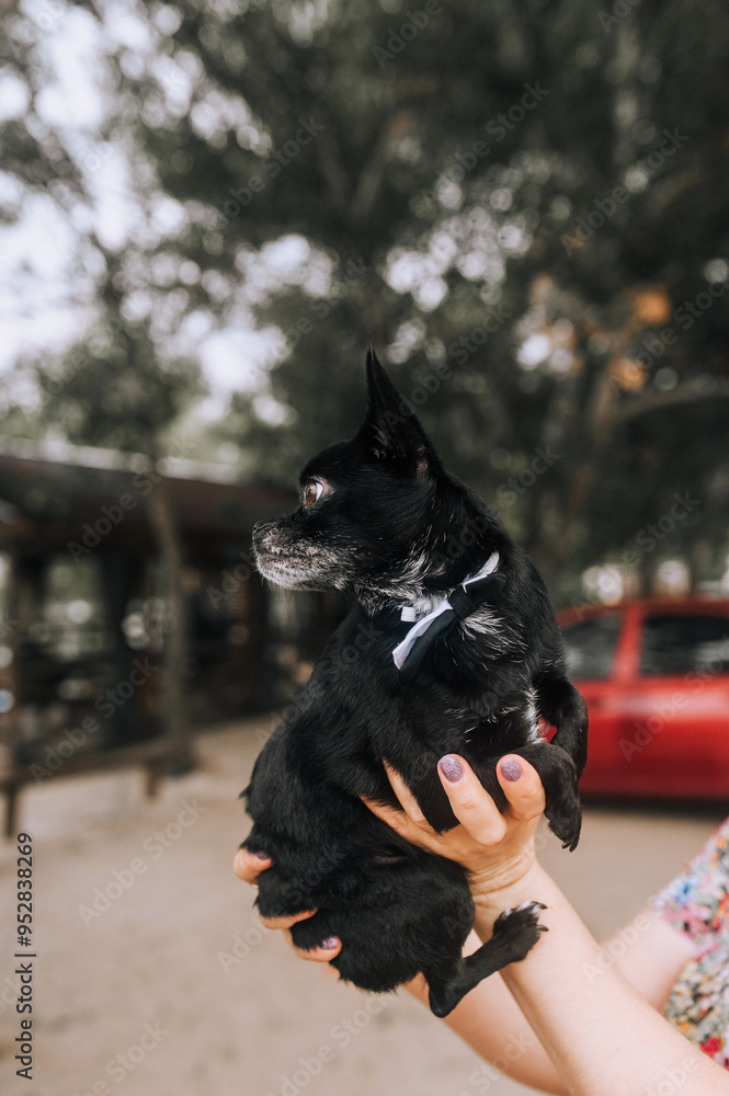 Owner woman holding beautiful small black chihuahua dog wearing bow tie at show selling. Pet photo, close up portrait of animal. Owner woman holding beautiful small black chihuahua dog wearing bow tie at show selling. Pet photo, close up portrait of animal.