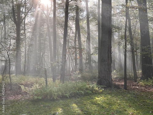 foggy morning in the woods