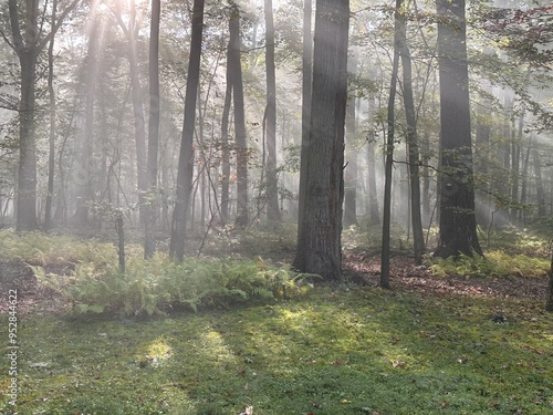 foggy morning in the woods