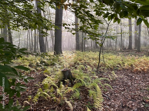 foggy morning in the woods
