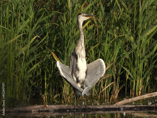 great heron photo