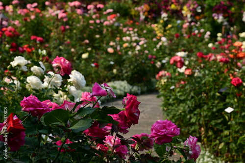 Wallpaper Mural Where Nature Performs Its Colorful Symphony: A Garden's Blooming Marvels of British Columbia, Canada Torontodigital.ca