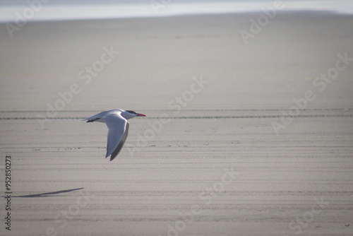 Forster's Tern in flight at Long Beach, Washington