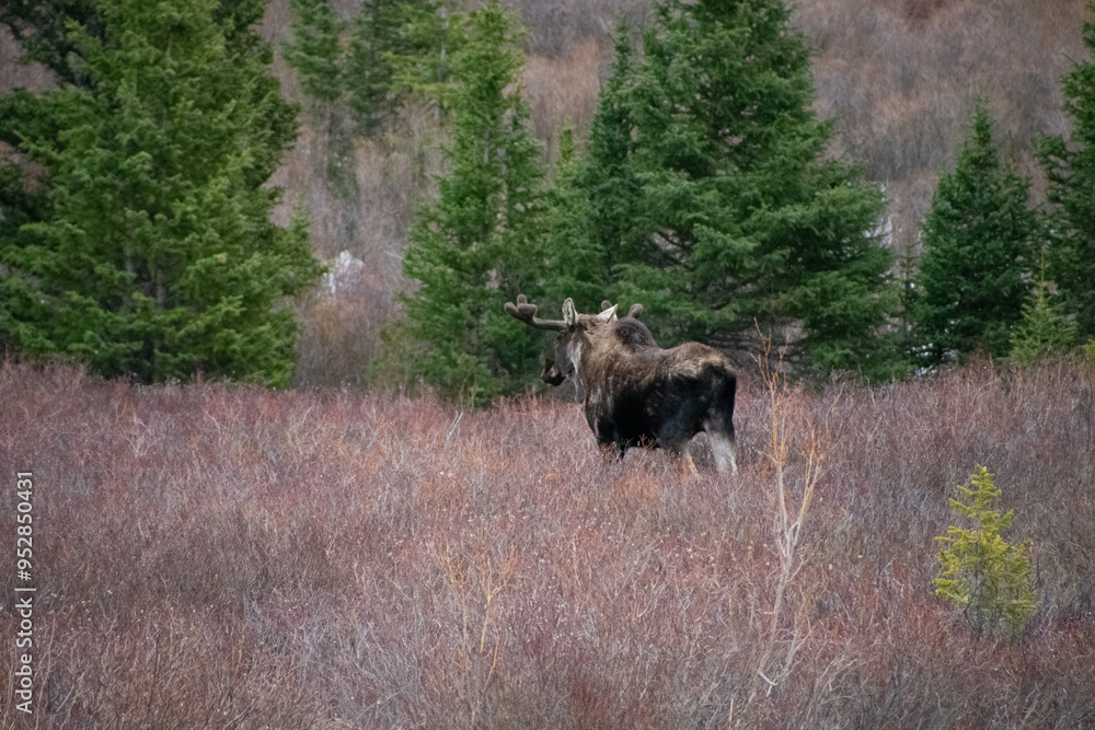 moose wandering the brush moose wandering the brush