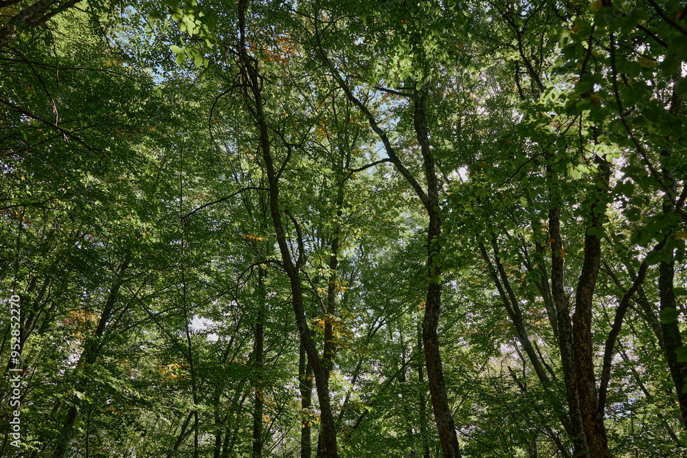 Lush Green Forest Landscape with Vibrant Trees and Foliage in a Peaceful Natural Setting, Ideal for Travel and Nature Concepts Lush Green Forest Landscape with Vibrant Trees and Foliage in a Peaceful Natural Setting, Ideal for Travel and Nature Concepts