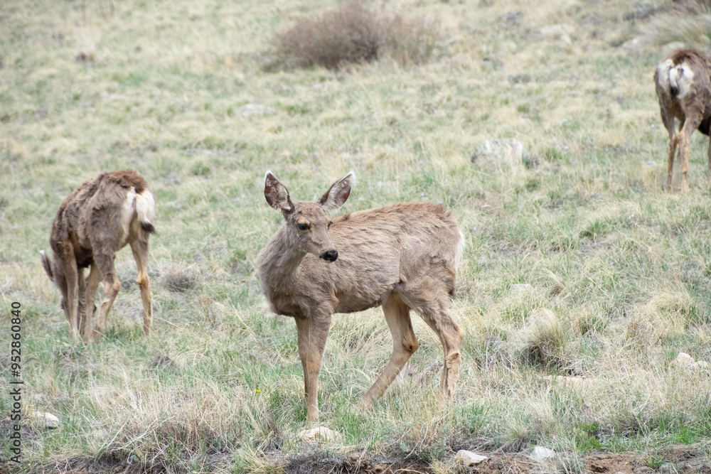 Deer on a hill colorado Deer on a hill colorado