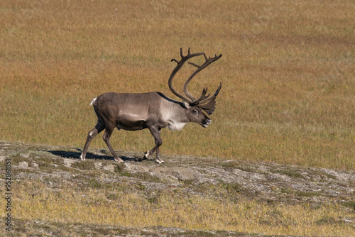 Bull caribou wander across the tundra on the North Slope of Alaska