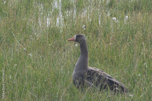 Greater White-Fronted Goose on the North Slope of Alaska