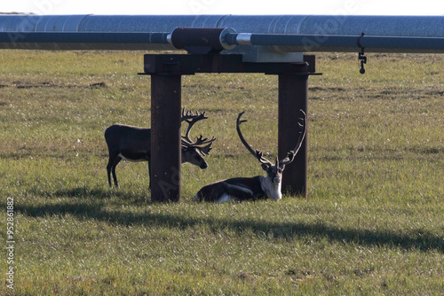 Bull Caribou resting under pipelines on the North Slope of Alaska