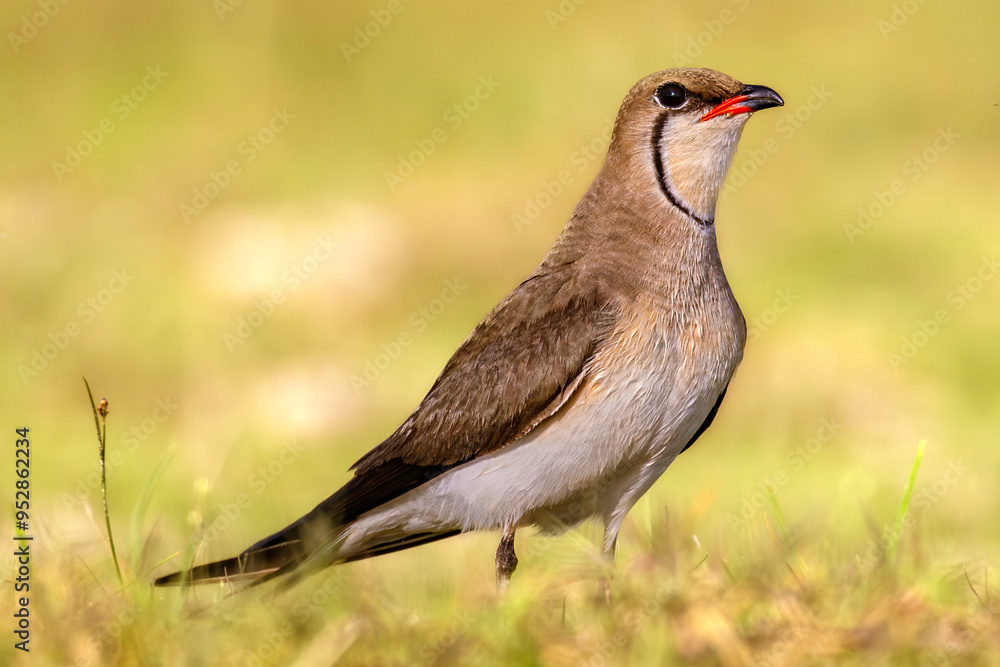 Collared pratincole (Glareola pratincola), also known as the common pratincole or red-winged pratincole. Danube Delta. Selective focus on bird's eye