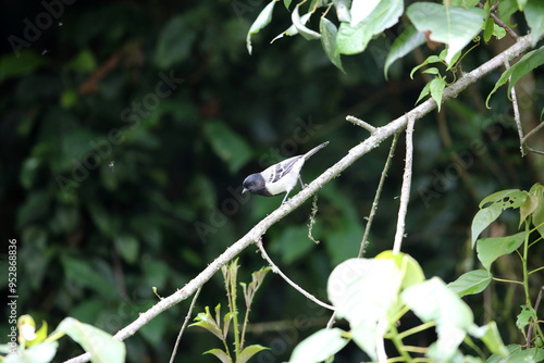 The stripe-breasted tit (Melaniparus fasciiventer) is a species of bird in the family Paridae. This photo was taken  in Nyungwe National Park, Rwanda. photo