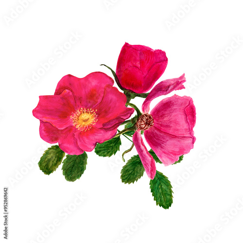 Watercolor set of rosehip flowers and leaves, hand painted