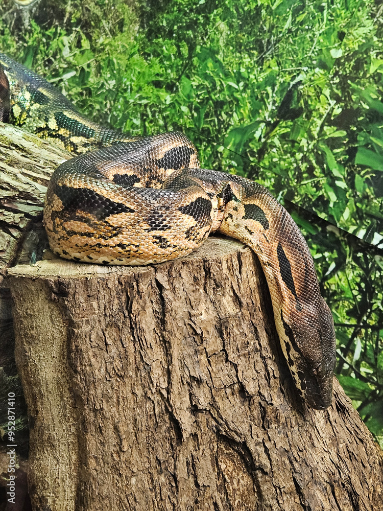 Naklejka premium Brown snake, royal spotted python on a tree stump