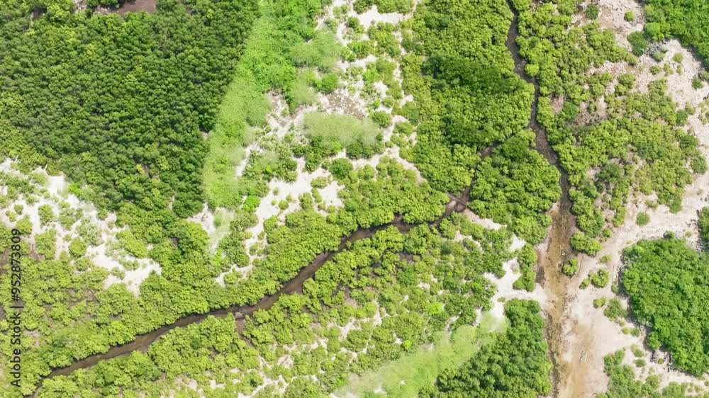 Top view of coastline with green mangroves and forest. Mangrove landscape. Bantayan island, Philippines. Top view of coastline with green mangroves and forest. Mangrove landscape. Bantayan island, Philippines.