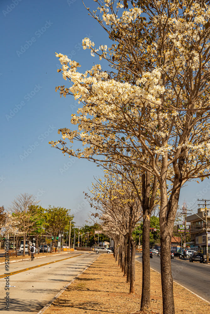 Fototapeta premium Goias Avenue in Goiania wiht some white Ipe along it on a sunny day