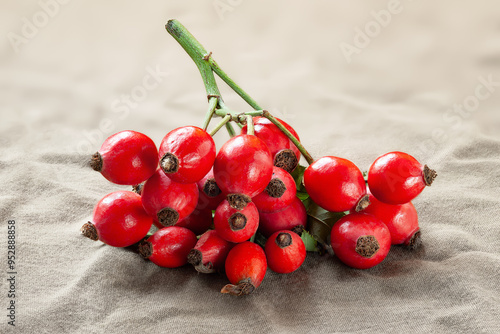 Rose hips. Rose hip branch close-up on fabric