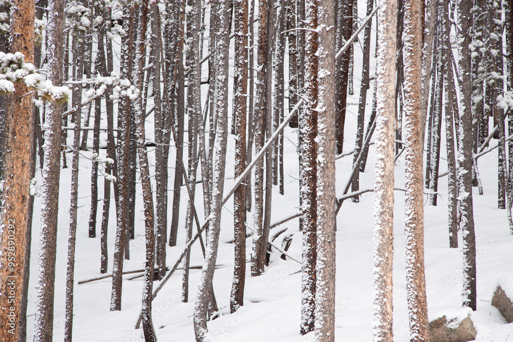 Snow on Pinon Pine tree trunks in Arapahoe National Forest, Colorado in winter Snow on Pinon Pine tree trunks in Arapahoe National Forest, Colorado in winter