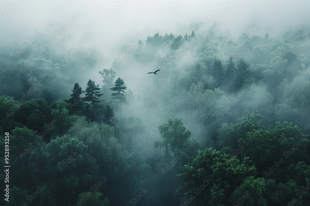 Misty Forest with Soaring Bird Misty Forest with Soaring Bird