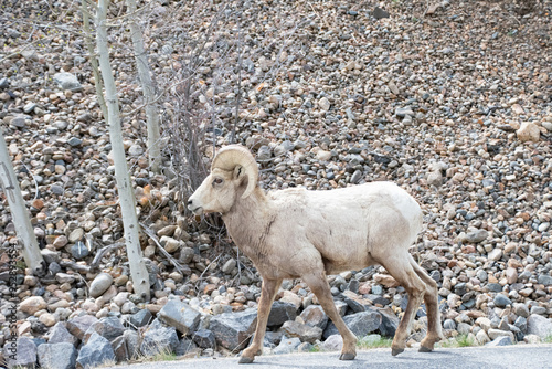 bighorn sheep guanella pass colorado photo