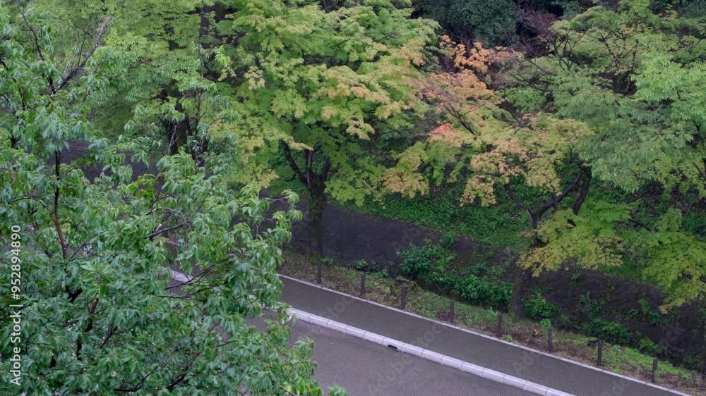 Elevated view of tree tops with lush, dense green leaves covering an urban road and footpath on a rainy day, swaying gently in the light breeze. Soothing rain sounds. Japanese quiet aesthetics. Elevated view of tree tops with lush, dense green leaves covering an urban road and footpath on a rainy day, swaying gently in the light breeze. Soothing rain sounds. Japanese quiet aesthetics.