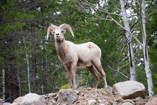 bighorn sheep guanella pass colorado