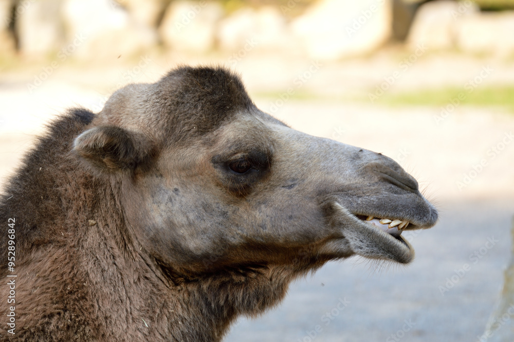 Fototapeta premium Camel
