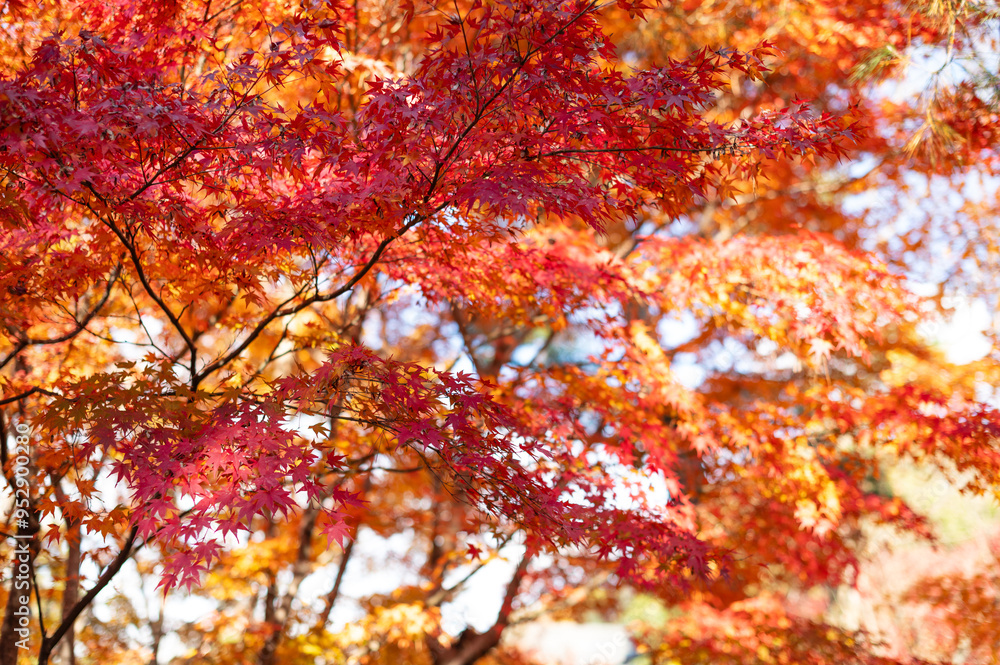 Radiant Red and Orange Maple Leaves in Autumn Sunlight Radiant Red and Orange Maple Leaves in Autumn Sunlight