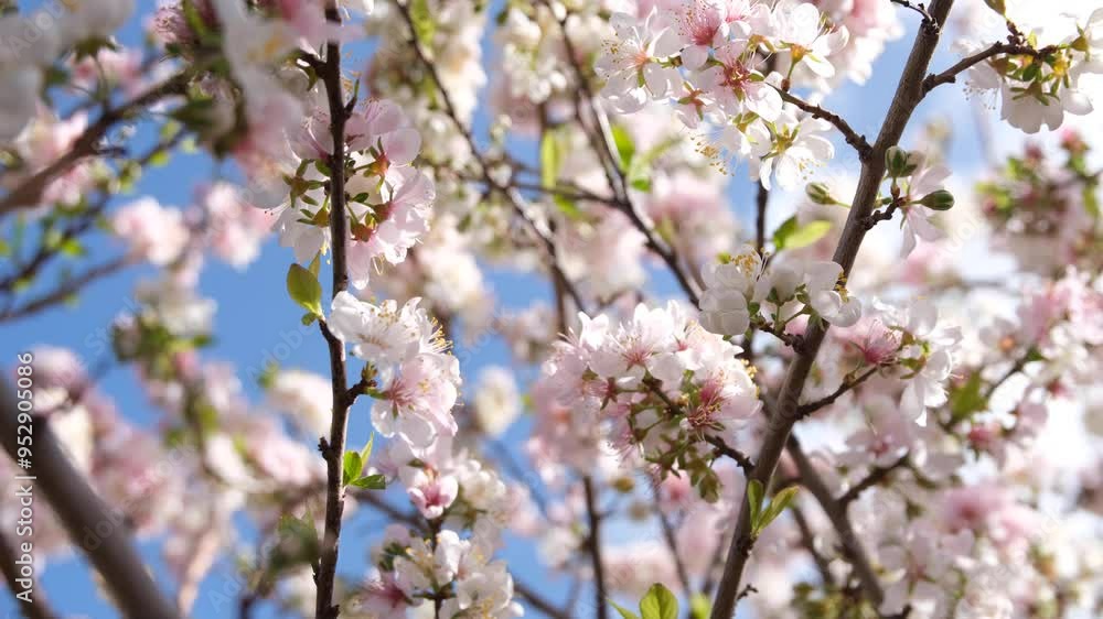 Delicate pink blossoms of the Prunus Elvins tree, bathing in soft spring sunlight and swaying in the breeze. The concept of spring, renewal, and hope. Delicate pink blossoms of the Prunus Elvins tree, bathing in soft spring sunlight and swaying in the breeze. The concept of spring, renewal, and hope.