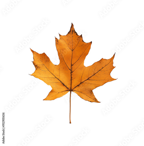 Wallpaper Mural autumn maple leaf isolated on the white background Torontodigital.ca