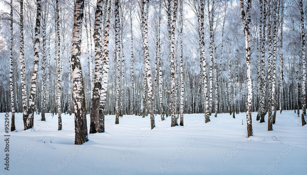 A tranquil birch forest blanketed in snow under a bright winter sky during late morning hours A tranquil birch forest blanketed in snow under a bright winter sky during late morning hours
