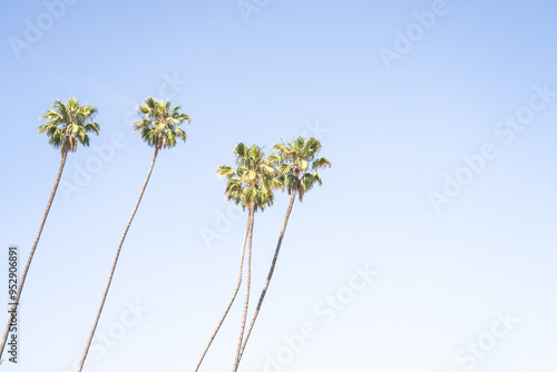 Palm trees in a bright blue sky