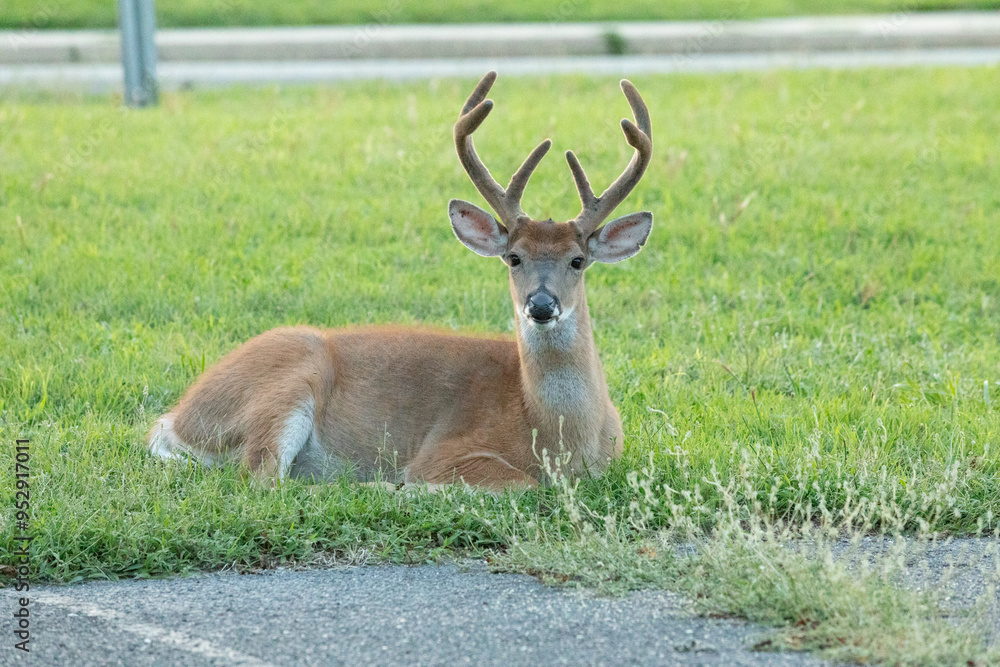 White-tailed Deer Buck Lying in Grass at Sunset White-tailed Deer Buck Lying in Grass at Sunset