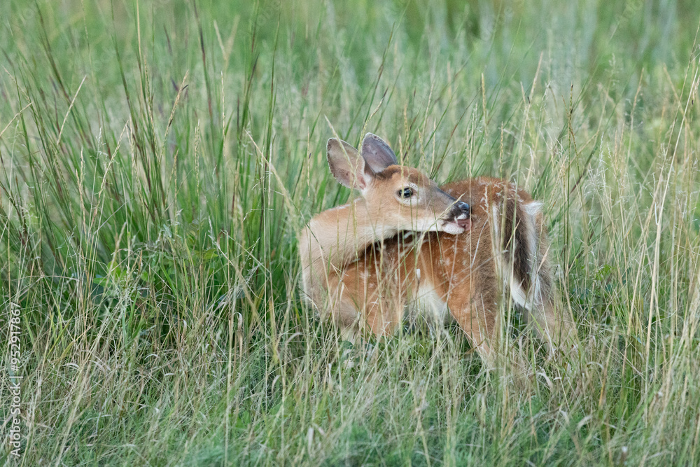 White-tailed Deer Fawn in Sandy Hook White-tailed Deer Fawn in Sandy Hook