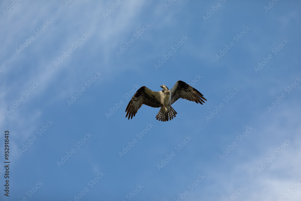 Sandy Hook osprey gliding gracefully in the clear blue sky, showcasing its majestic wingspan and keen hunting skills during summer Sandy Hook osprey gliding gracefully in the clear blue sky, showcasing its majestic wingspan and keen hunting skills during summer