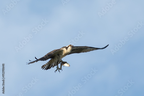 Sandy Hook osprey gliding gracefully in the clear blue sky, with a freshly caught fish in its talons