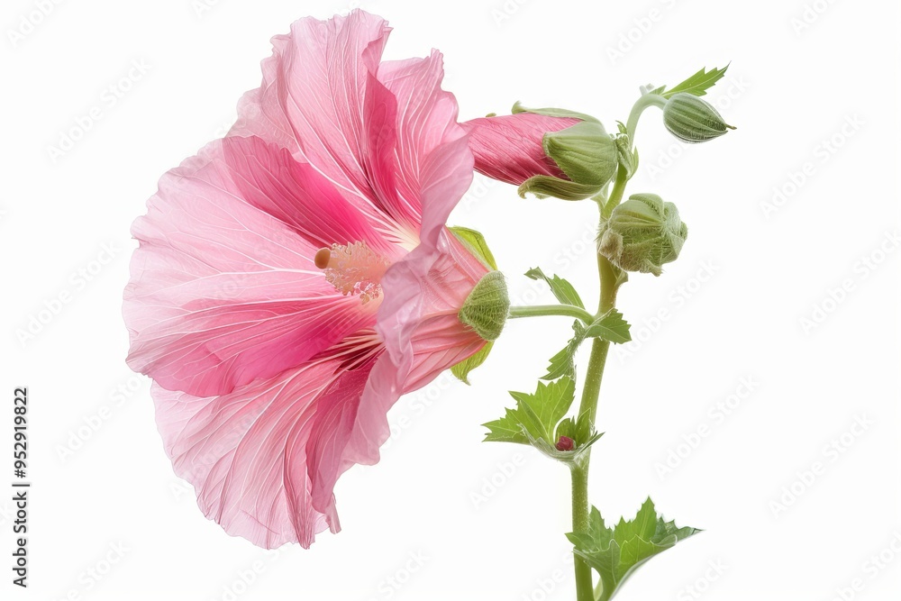 Hollyhock Isolated on White Background. Beautiful Hollyhock Flower Hollyhock Isolated on White Background. Beautiful Hollyhock Flower