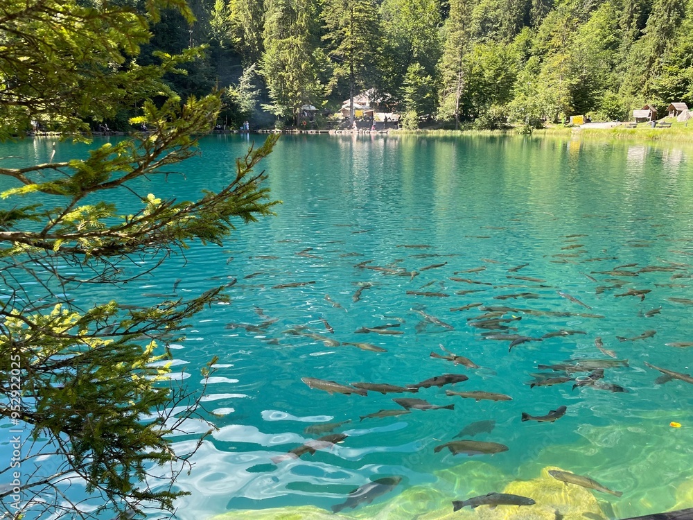 lake and forest lake and forest