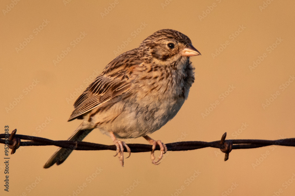 Fototapeta premium Vesper Sparrow