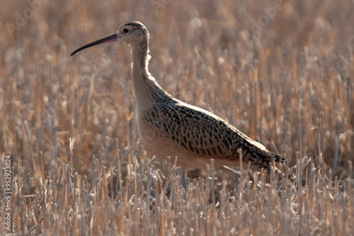 Long-billed curlew photo