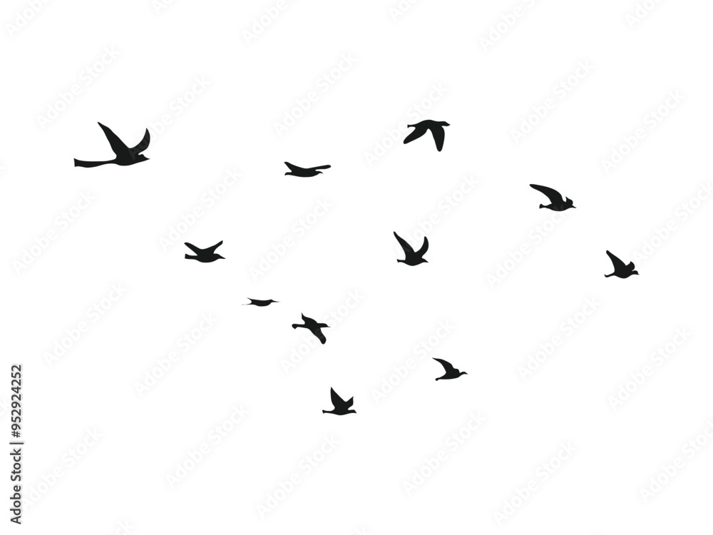 birds flying on sky isolated on white background birds flying on sky isolated on white background