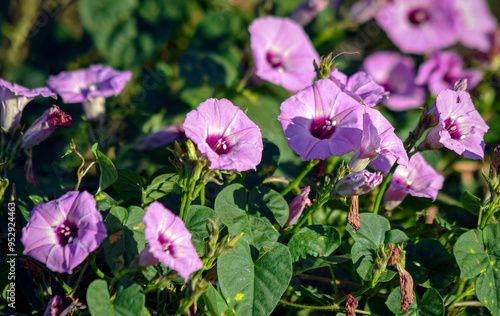 Nature background of morning glory flowering vines photo