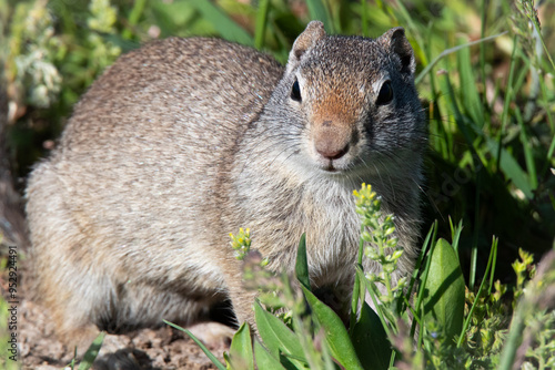 Принти на полотні Uinta Ground squirrel