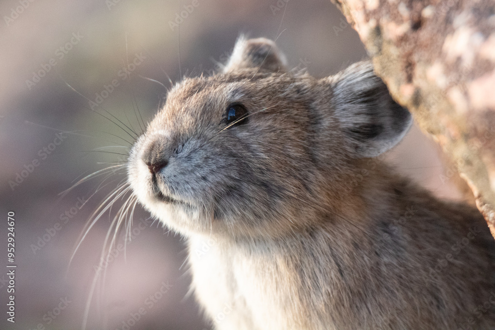 American Pika American Pika